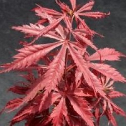 Acer palmatum 'Jerre Schwartz'