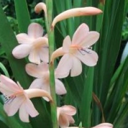 Watsonia pilansii - Watsonia � fleurs roses