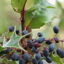 x Mahoberberis miethkeana 