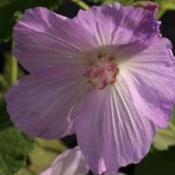 Abutilon mauve
