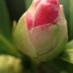 Camellia 'Betty Ridley'