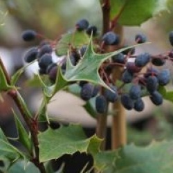 x Mahoberberis miethkeana 