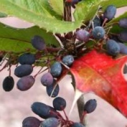 x Mahoberberis miethkeana 