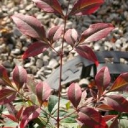 Nandina Seika