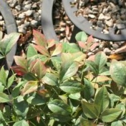 Nandina domestica Obsessed 'Seika' �