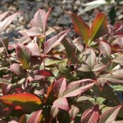 Nandina domestica Obsessed 'Seika' �
