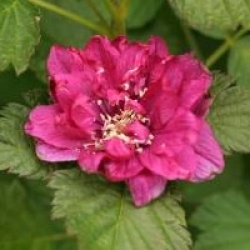 Rubus spectabilis 'Olympic Double'