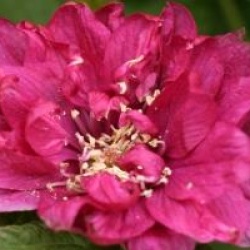 Rubus spectabilis 'Olympic Double'