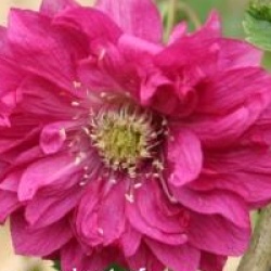 Rubus spectabilis 'Olympic Double'