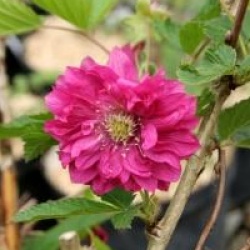 Rubus spectabilis 'Olympic Double'