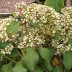 Viburnum x globosum 'Jermyns Globe' - Viorne Jermyns Globe
