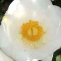 Camellia 'Cornish Snow'