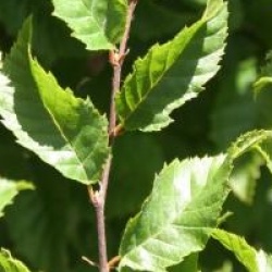 Carpinus coreana - Charme de Cor�e