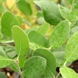 Acca sellowiana 'Mammoth'