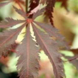 Acer palmatum 'Burgundy Lace'