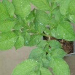 Amorphophallus rivieri