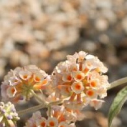 Buddleja x weyeriana 'Moonlight'
