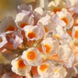 Buddleja x weyeriana 'Moonlight'