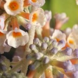 Buddleja x weyeriana 'Moonlight'