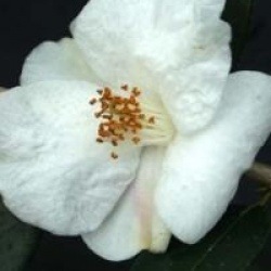 Camellia 'Cornish Snow'