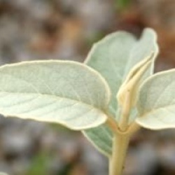 Buddleja delavayi