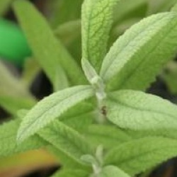 Buddleja loricata - Buddleia loricata