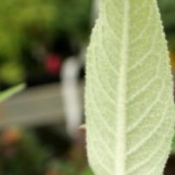 Buddleja nivea var. yunnanensis - Buddleja du Yunnan