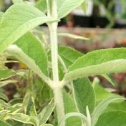 Buddleja nivea var. yunnanensis