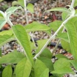 Buddleja nivea var. yunnanensis