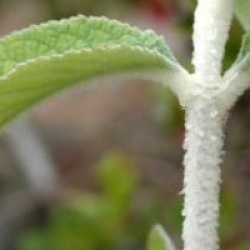 Buddleja nivea var. yunnanensis