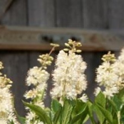  Clethra Alnifolia Vanilla Spice 'Caleb'
