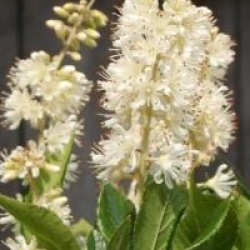  Clethra Alnifolia Vanilla Spice 'Caleb'