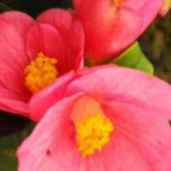 Cam�lia champ�tre Cornish Spring