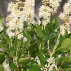  Clethra Alnifolia Vanilla Spice 'Caleb'