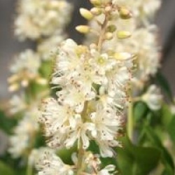  Clethra Alnifolia Vanilla Spice 'Caleb'