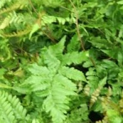 Dryopteris erythrosora