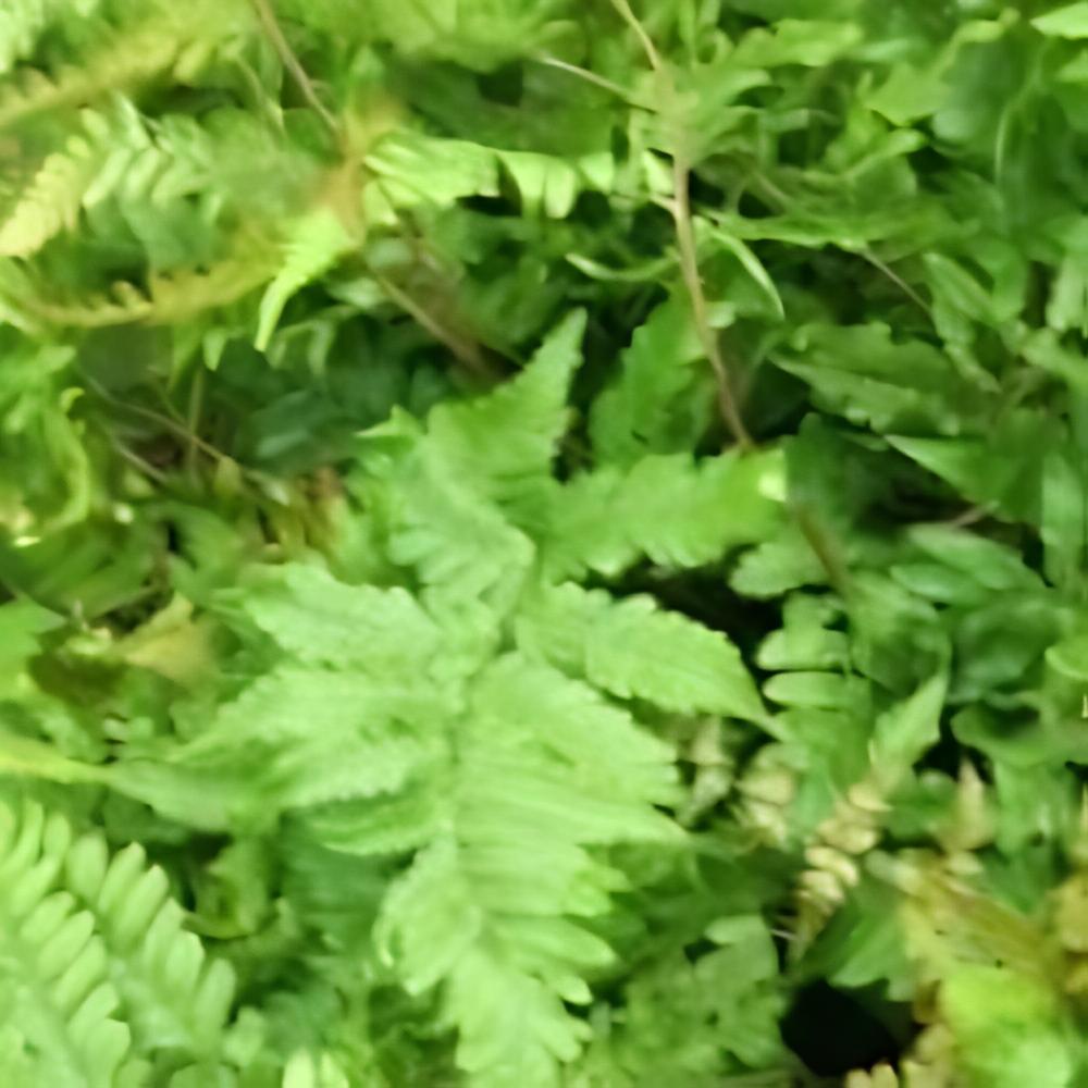 Dryopteris erythrosora  - Dryopteris erythrosora