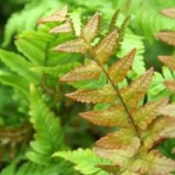 Dryopteris erythrosora 