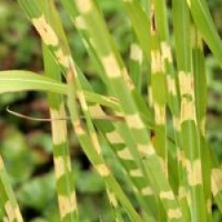 Miscanthus sinensis 'Zebrinus'
