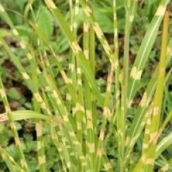 Miscanthus sinensis 'Zebrinus'
