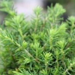 Picea abies 'Little Gem'