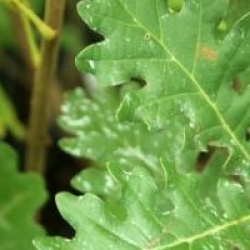 Quercus pubescens