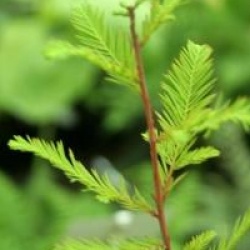 Taxodium distichum