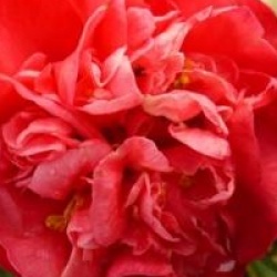 Camellia 'Dr Clifford Parks'