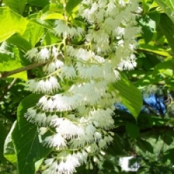 Pterostyrax hispida  - Pterostyrax de Chine