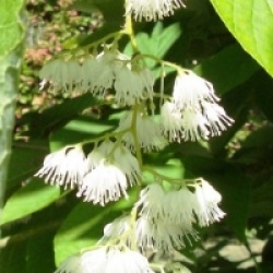 Pterostyrax hispida 