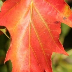 Sorbus torminalis - Alisier des bois