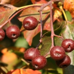 Sorbus torminalis