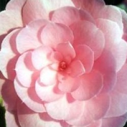 Camellia 'E.G Waterhouse'