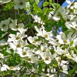Cornus nuttallii - Cornouiller du Pacifique